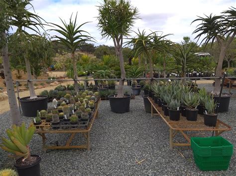 Karnup Nursery - Arid & Exotic Plants - 77 Fletcher Rd, Karnup WA 6176, Australia