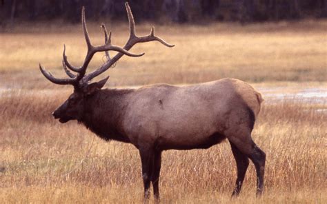 Yellowstone Elk Population Stable: 2014 Survey - Yellowstone Insider