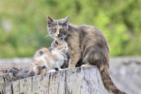 Why Do Cats Move Their Kittens? 5 Reasons for This Behavior | Hepper