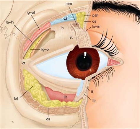 Normal and Abnormal Eyelid Function | Ento Key