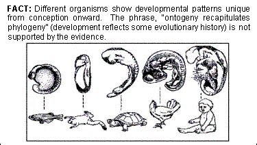 Primer: Developmental Evidence in a Nutshell