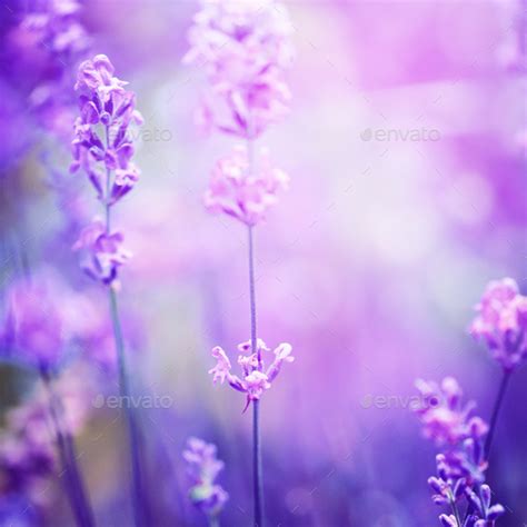 Lavender flower field, image for natural background, selective f Stock Photo by Nataljusja