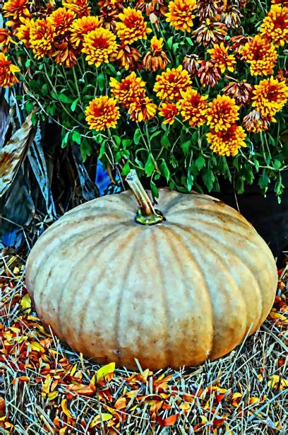 White Pumpkin With Orange Flowers Free Stock Photo - Public Domain Pictures