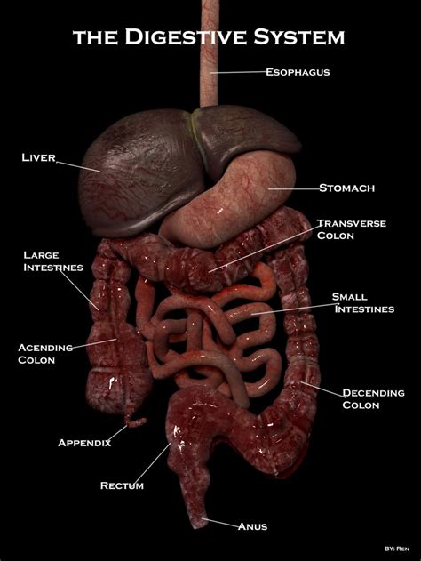 Labeled Diagram Digestive System