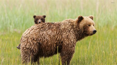 Bear with cubs wallpaper - Animal wallpapers - #25957