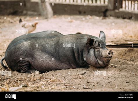 Large Black Pig Resting In Sand In Farm. Pig Farming Is Raising And Breeding Of Domestic Pigs ...