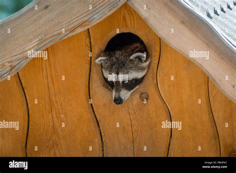 Raccoon den hi-res stock photography and images - Alamy