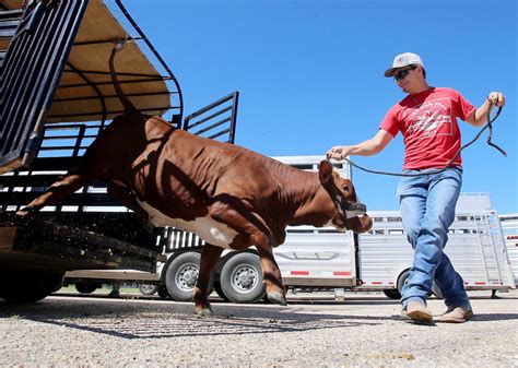 State Fair of Texas joins HOT Fair for bigger youth livestock show in Waco