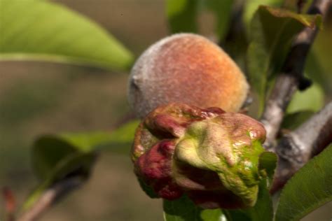 Fungicide For Fruit Tree | Prevent Fruit Tree Diseases | Ryan Lawn & Tree