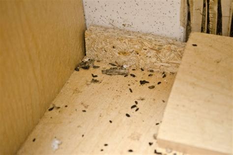 Mice Droppings Signs Of Mice Infestation - Bon Accord London