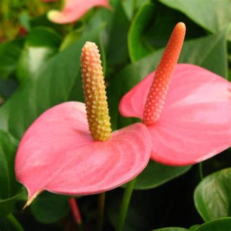 Buy Anthurium (pink) Flower plant online India at plantsguru.com