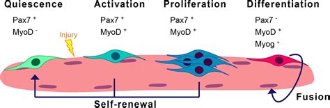 Frontiers | Assessing Autophagy in Muscle Stem Cells