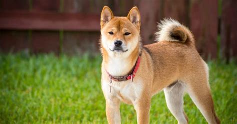 Quel est le caractère du Shiba Inu