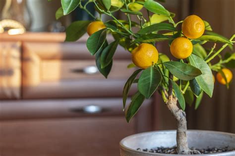 10 Care Tips for Keeping Indoor Citrus Trees Alive in the Winter and Beyond - Food Gardening Network