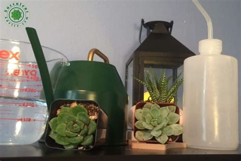 How Often Should Succulents Be Watered – Succulent Advice