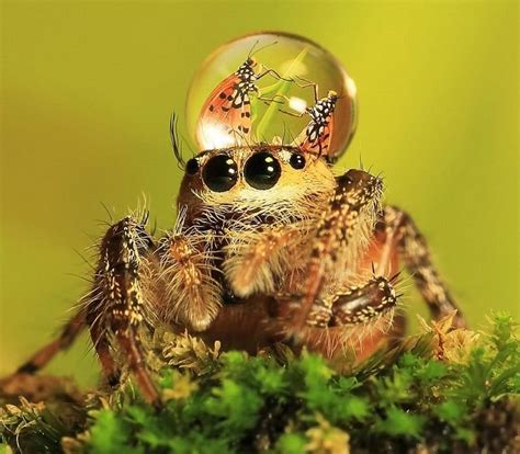 Jumping Spiders Wearing Fantastic Water Hats