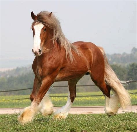 Chestnut Shire Horse