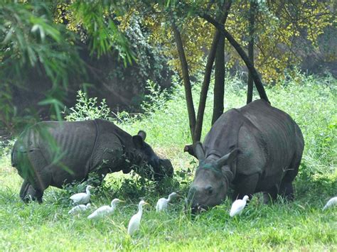 Assam State Zoo Cum Botanical Garden, Guwahati - Timings, Safari Cost ...