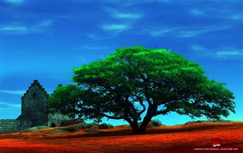 Nature's Serenity: HD Tree Wallpaper