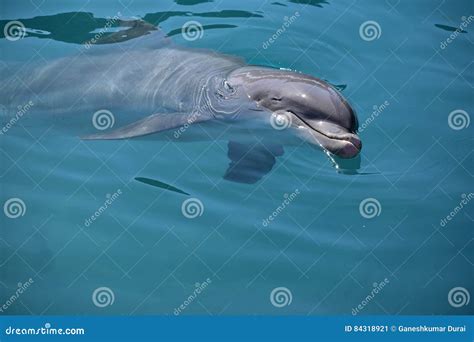 Miami, Florida - USA - January 08, 2016: Flipper Dolphin Stock Image - Image of creature, clever ...