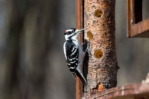 Hairy Woodpecker Pictures - AZ Animals