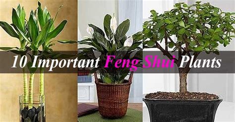 10 Important Feng Shui Plants To Invite Happiness & Wealth