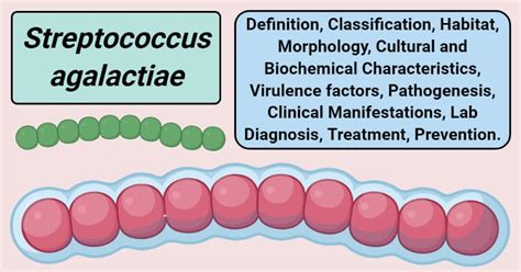 Streptococcus agalactiae- An Overview - Microbe Notes