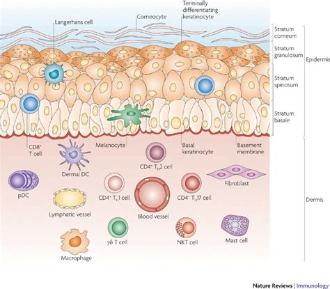 Cell types in the skin | Skin Health | Pinterest | Journals, Figs and ...