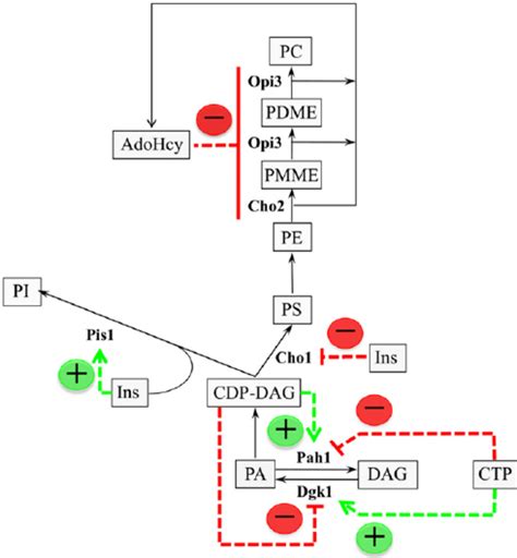 Regulation of phospholipid synthesis by soluble lipid precursors and... | Download Scientific ...