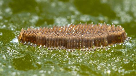 Mosquito Larva In Pond