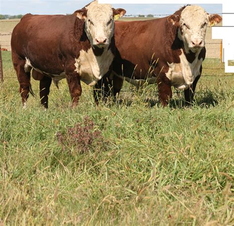 Beef Cattle Discovery - Breeds - Polled Hereford | Animal & Food Sciences