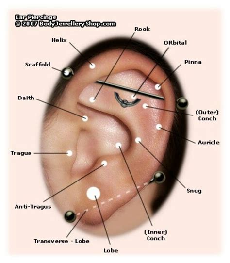 Ear Piercing Chart. Wanting the auricle! | ★Earrings★ | Pinterest | Industrial, Olympia and Charts