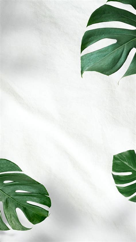 Green Monstera leaves on white background | premium image by rawpixel ...