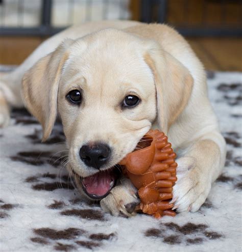 Lab Mix: Labrador Cross Breeds - The Labrador Site