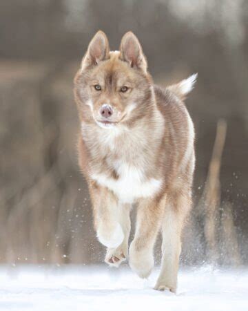 Agouti Husky: An Ultimate Guide to Agouti Siberian Huskies