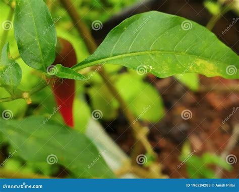 Leaf of a red chilli plant stock image. Image of food - 196284283