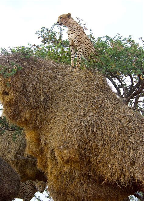 Weaver Bird Nest