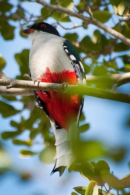 cuba national bird and flower - As Wonderful Account Photography