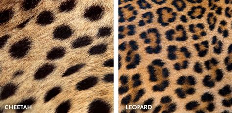 Differences Between Leopard and Cheetah | Thomson Safaris