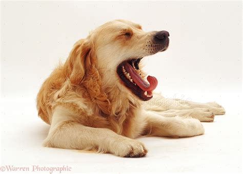 Dog: Retriever yawning photo WP08595