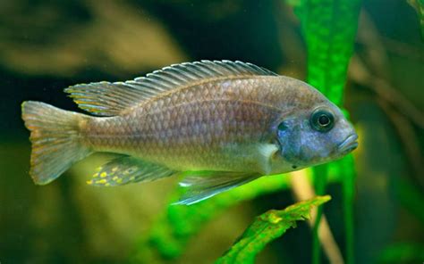 Mbuna Cichlid Food, Diet & Feeding Guide - VIVO Pets