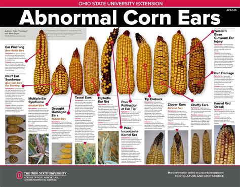 Abnormal Ears Poster | Troubleshooting Abnormal Corn Ears