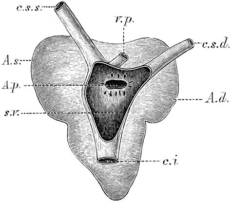 Frog Heart Diagram Back View