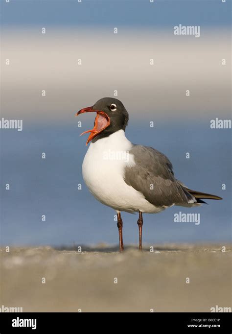 Laughing Gull in breeding plumage yawning Stock Photo - Alamy