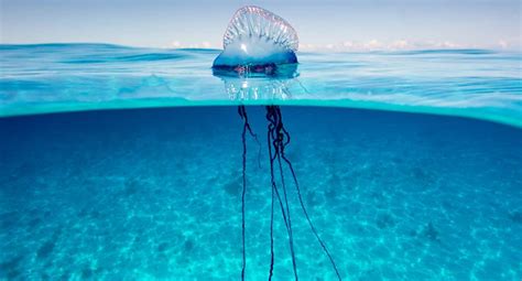 BLUE BOTTLE JELLYFISH SPOTTED IN BORACAY - Philippines Report