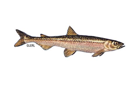 RAINBOW SMELT (smelt, biijimaagazehns) – Eat Wisconsin Fish