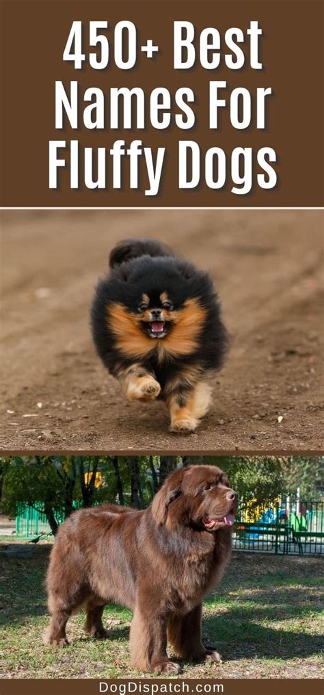 450+ Best Names For Fluffy Dogs (2022 Updated) - Dog Dispatch