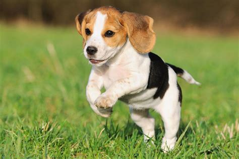 Meet the Beagle!