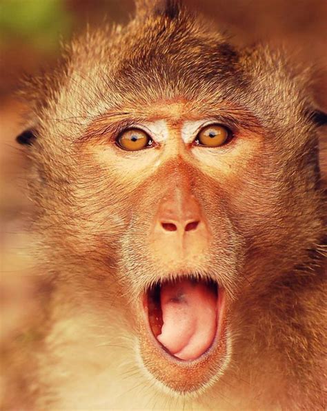 62 Animals That Are In ‘OMG’ Mode | CutesyPooh | Monkeys funny, Animals, Funny animal pictures