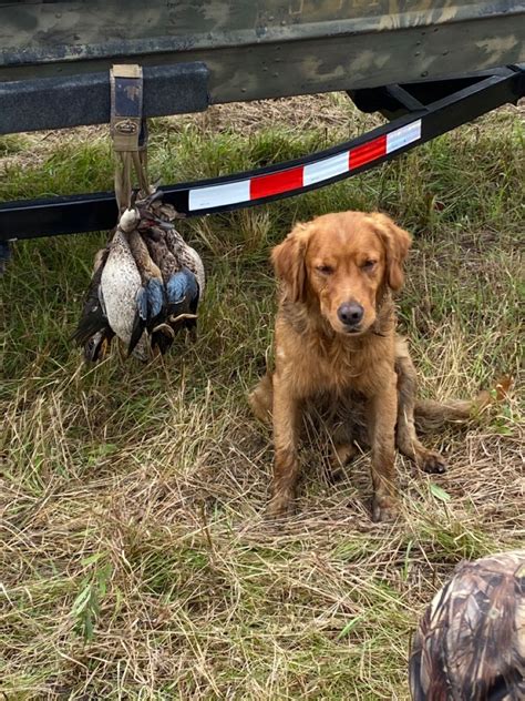 Pin by Kyle Koble on Duck dog | Golden retriever, Labrador retriever, Duck hunting